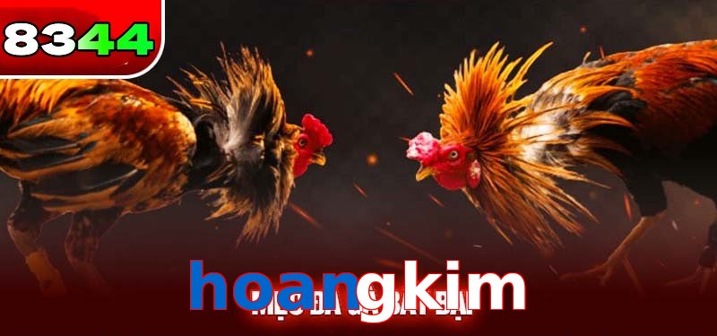Đá gà hoangkim có sức hấp dẫn